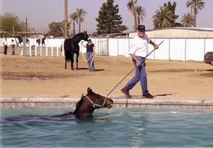 Equine Pool