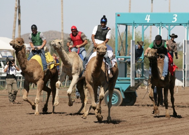 Camels and Ostriches: The Bad Boys of Racing Return To Turf Paradise ...